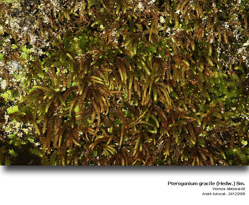 Pterogonium gracile (Hedw.) Sm. #40969