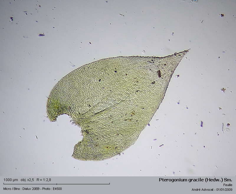 Pterogonium gracile (Hedw.) Sm. #7569