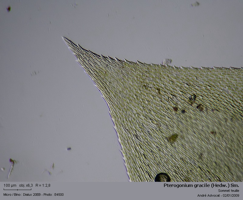 Pterogonium gracile (Hedw.) Sm. #7570