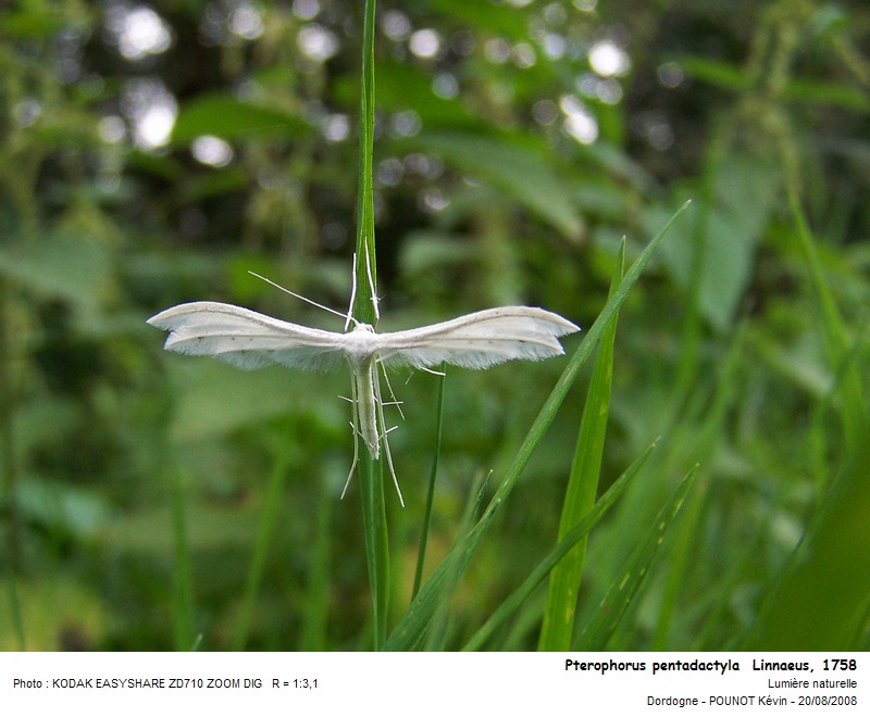 Pterophorus pentadactyla  Linnaeus, 1758 #10477