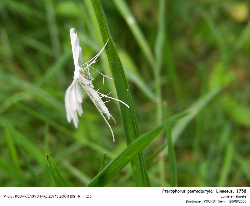 Pterophorus pentadactyla  Linnaeus, 1758 #10478