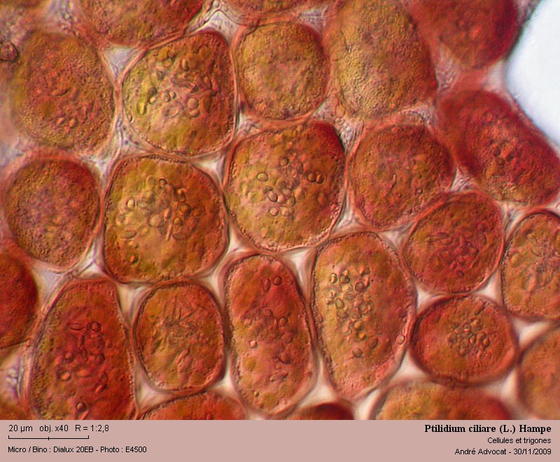Ptilidium ciliare (L.) Hampe #13603