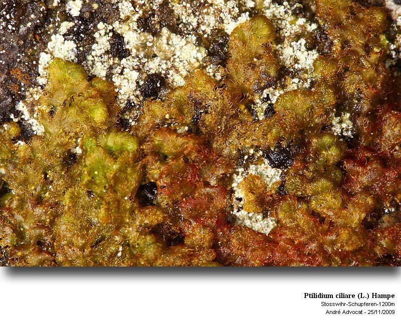 Ptilidium ciliare (L.) Hampe #13575