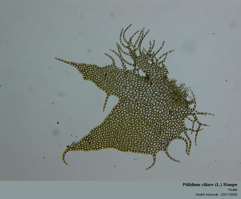 Ptilidium ciliare (L.) Hampe #13602