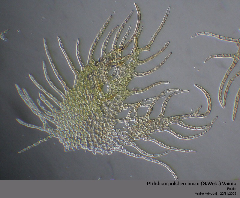 Ptilidium pulcherrimum (G.Web.) Vainio #6902