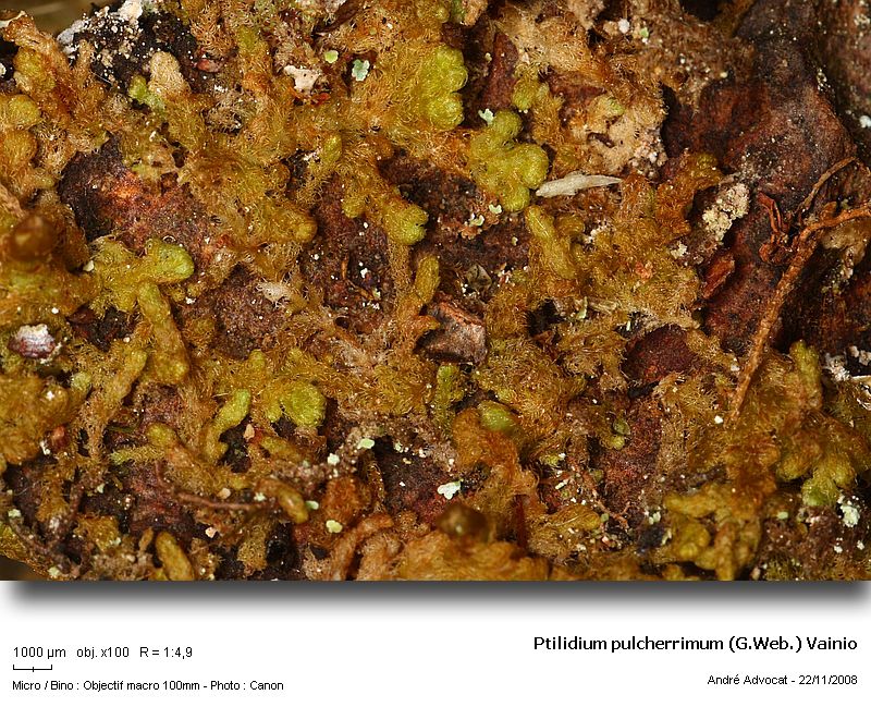 Ptilidium pulcherrimum (G.Web.) Vainio #6900