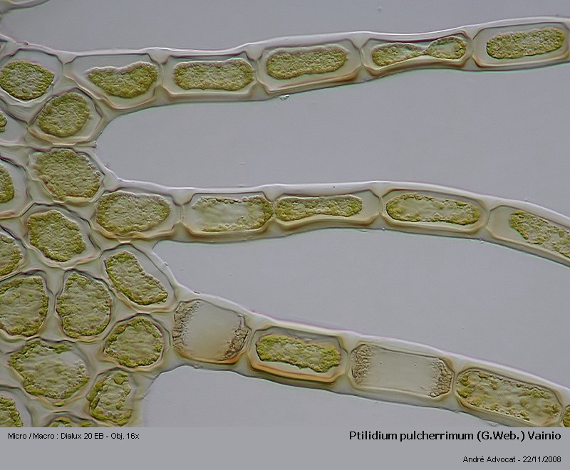 Ptilidium pulcherrimum (G.Web.) Vainio #6903