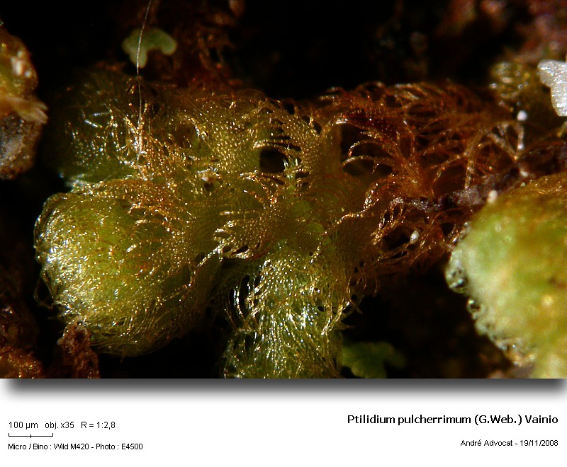 Ptilidium pulcherrimum (G.Web.) Vainio #6901