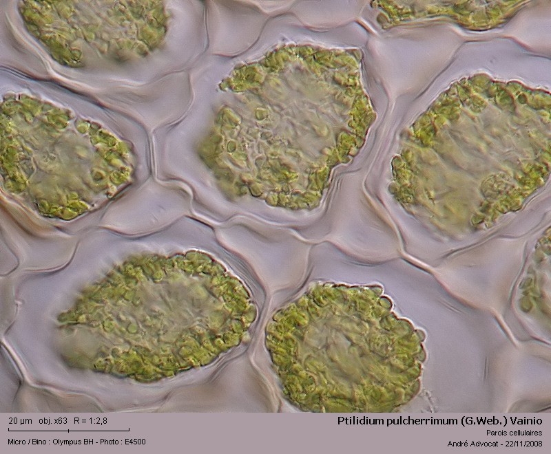 Ptilidium pulcherrimum (G.Web.) Vainio #6908
