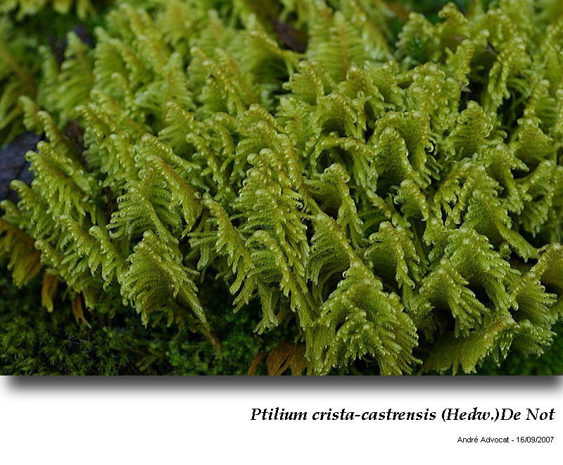 Ptilium crista-castrensis (Hedw.) De Not #47586