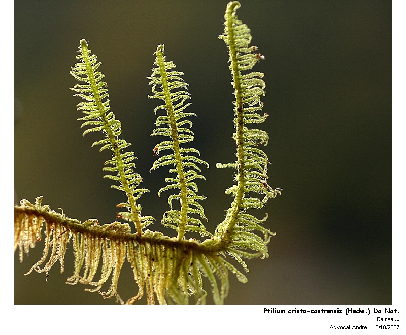 Ptilium crista-castrensis (Hedw.) De Not #378