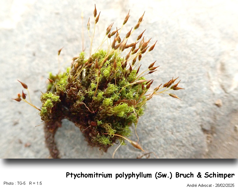 Ptychomitrium polyphyllum ( Sw. ) Bruch & Schimper #81764