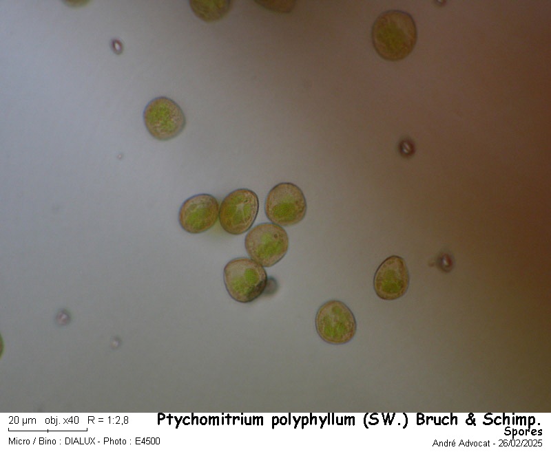 Ptychomitrium polyphyllum ( Sw. ) Bruch & Schimper #81785