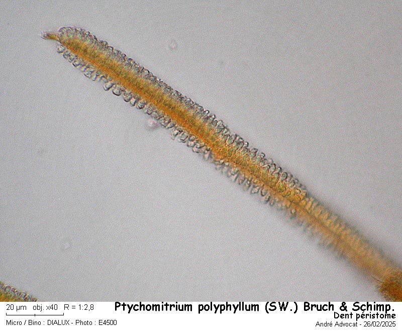 Ptychomitrium polyphyllum ( Sw. ) Bruch & Schimper #81784