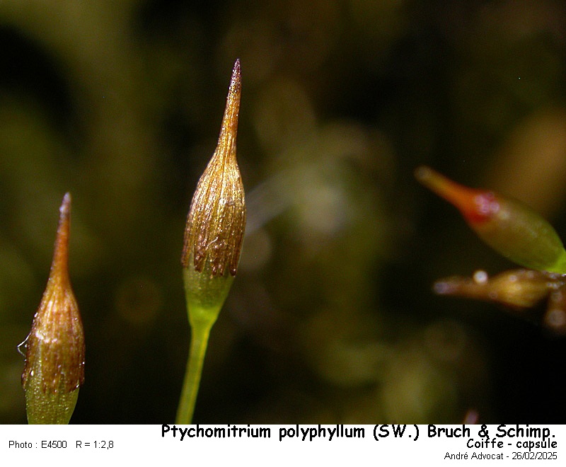 Ptychomitrium polyphyllum ( Sw. ) Bruch & Schimper #81771