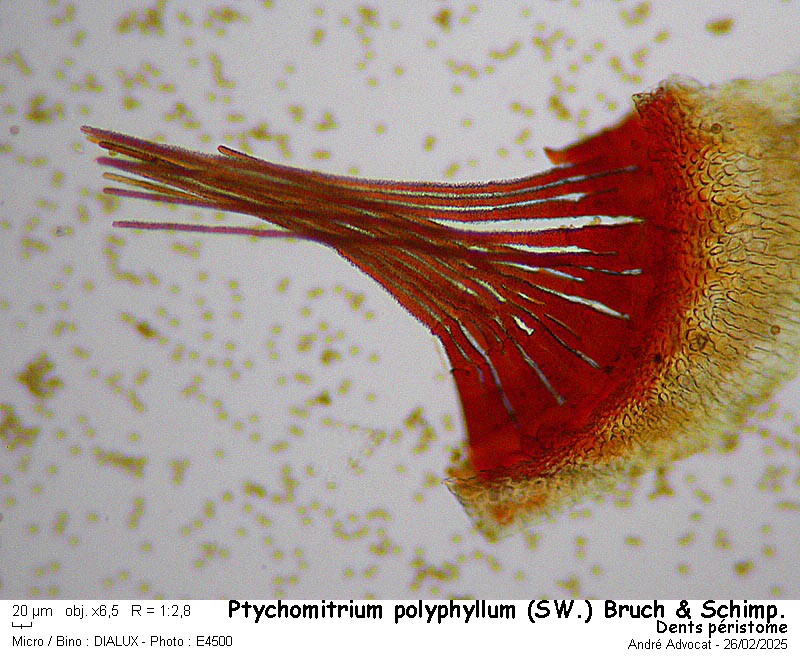 Ptychomitrium polyphyllum ( Sw. ) Bruch & Schimper #81782