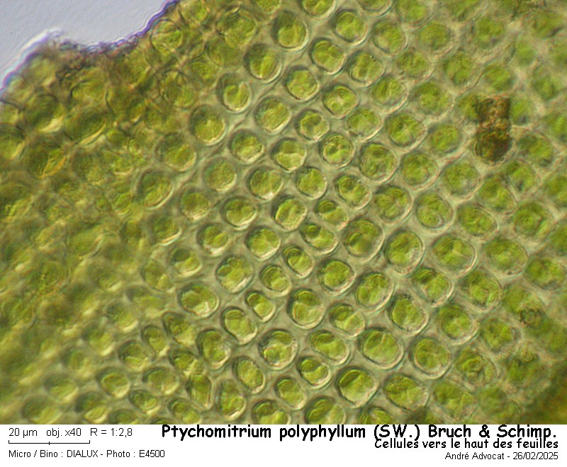 Ptychomitrium polyphyllum ( Sw. ) Bruch & Schimper #81767