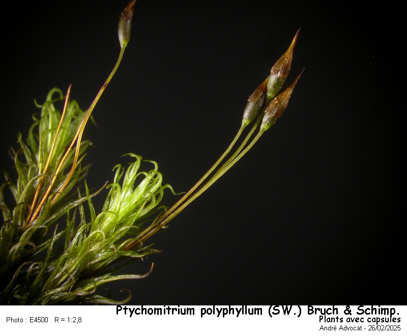 Ptychomitrium polyphyllum ( Sw. ) Bruch & Schimper #81770