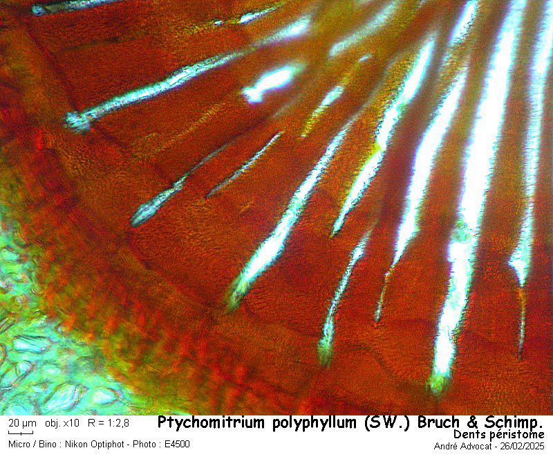 Ptychomitrium polyphyllum ( Sw. ) Bruch & Schimper #81783