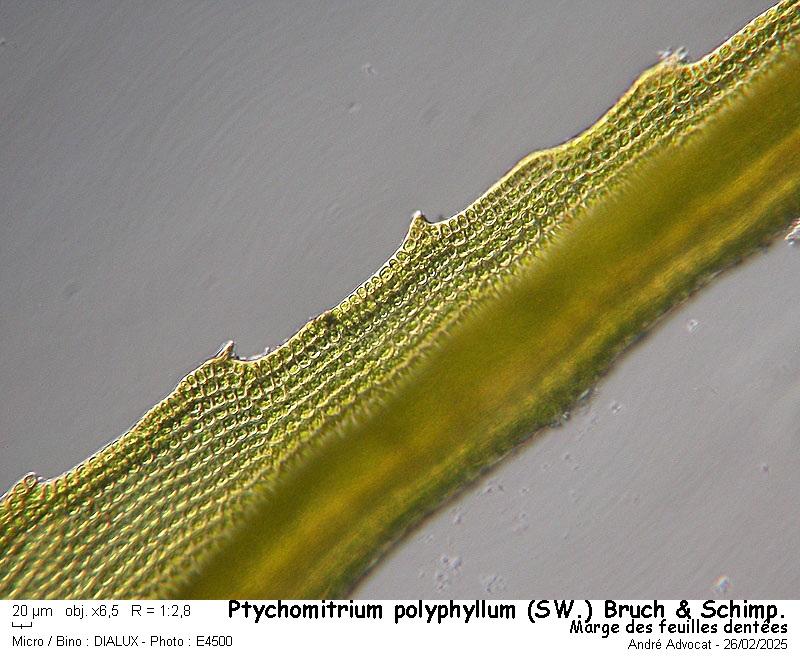 Ptychomitrium polyphyllum ( Sw. ) Bruch & Schimper #81766