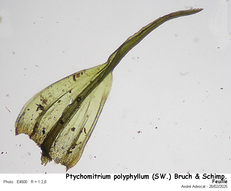 Ptychomitrium polyphyllum ( Sw. ) Bruch & Schimper #81765