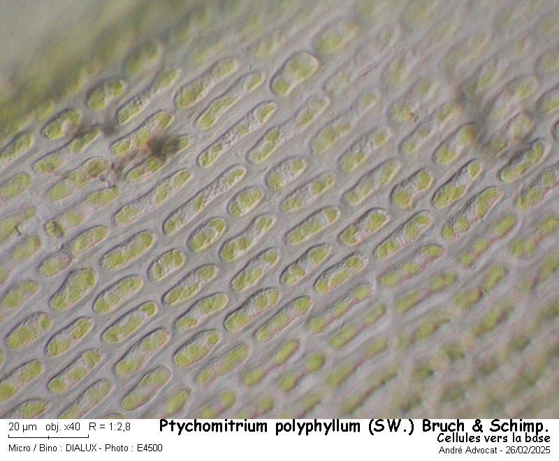 Ptychomitrium polyphyllum ( Sw. ) Bruch & Schimper #81768