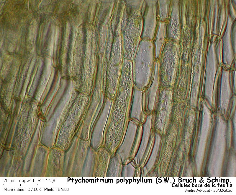 Ptychomitrium polyphyllum ( Sw. ) Bruch & Schimper #81769