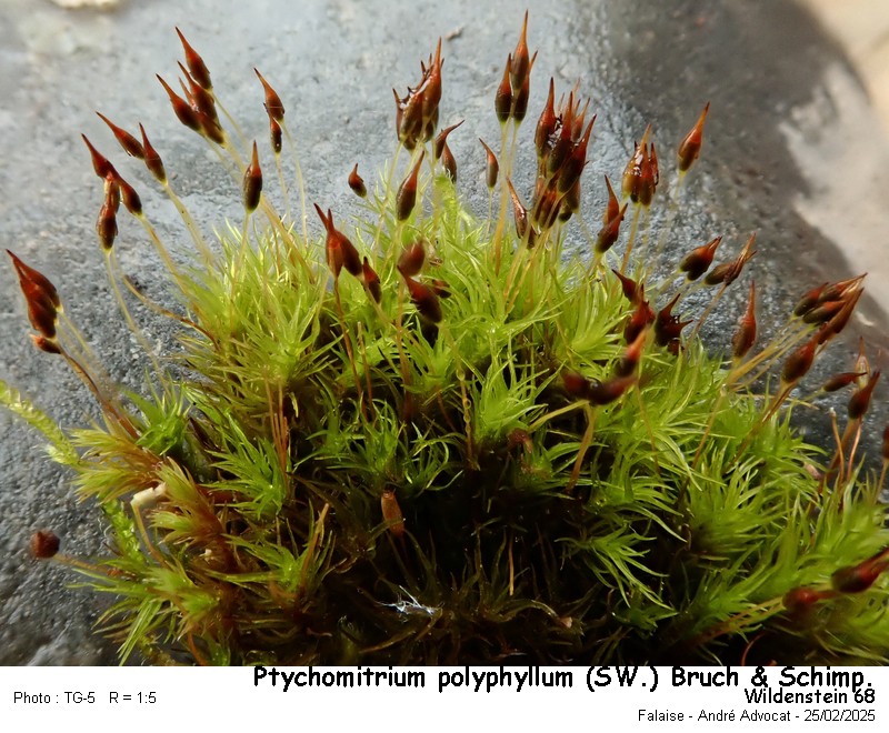Ptychomitrium polyphyllum ( Sw. ) Bruch & Schimper #81763