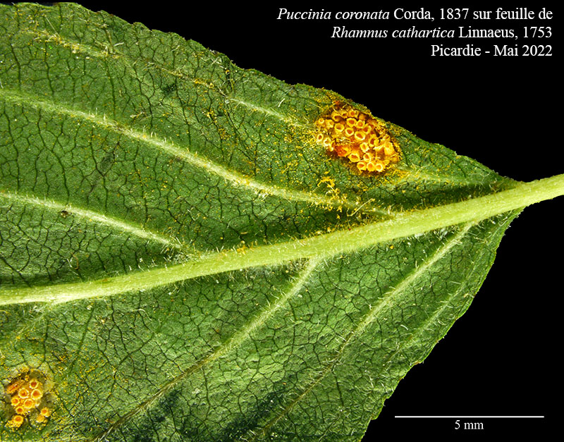 Puccinia coronata #70531