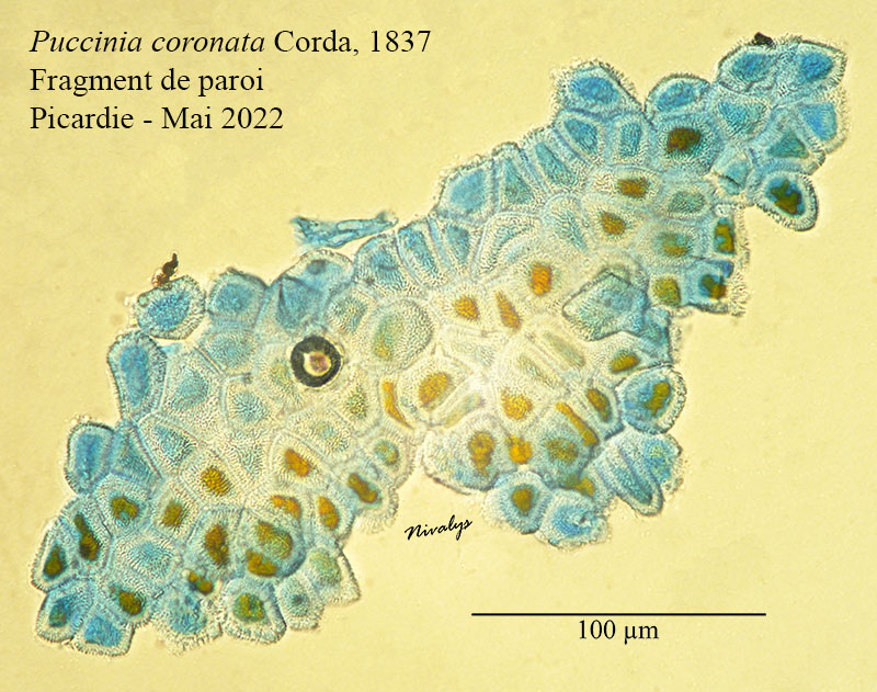 Puccinia coronata #70536