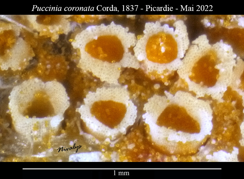 Puccinia coronata #70533