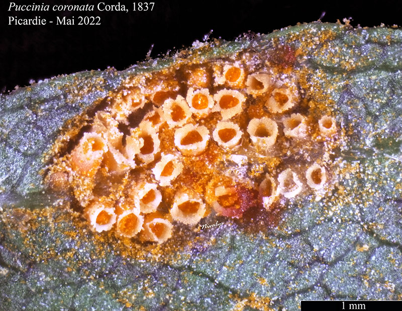 Puccinia coronata #70534