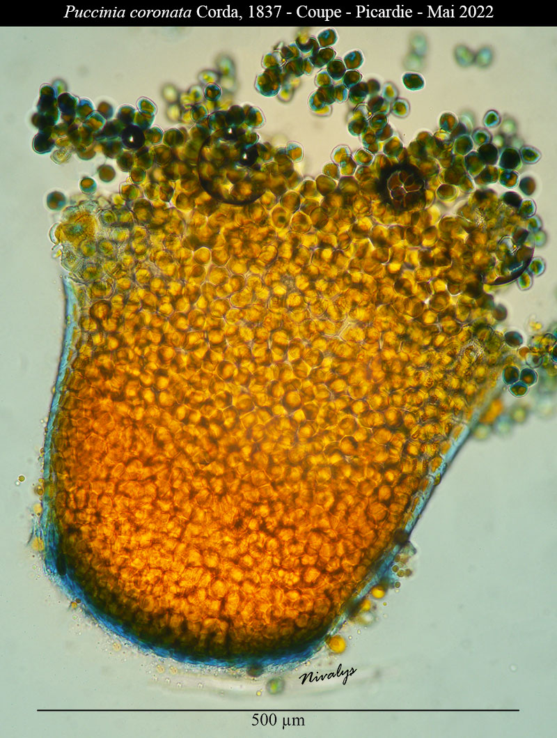 Puccinia coronata #70535