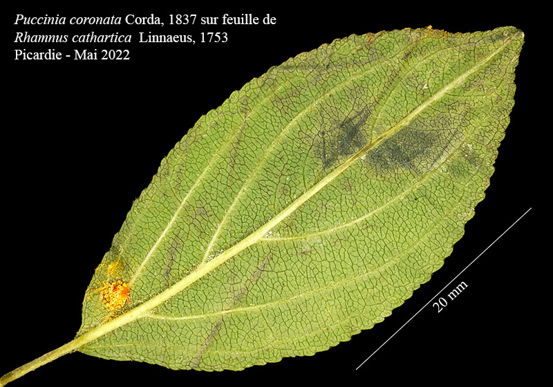 Puccinia coronata #70527