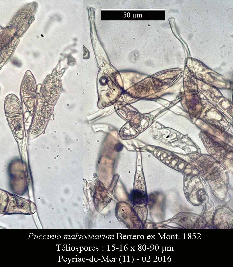Puccinia malvacearum #44040