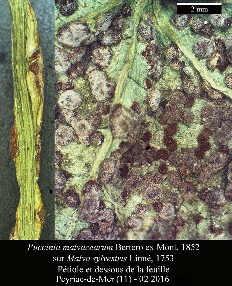 Puccinia malvacearum #44039