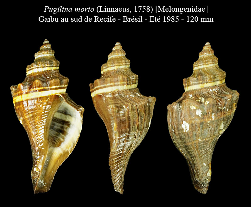Pugilina morio #66000
