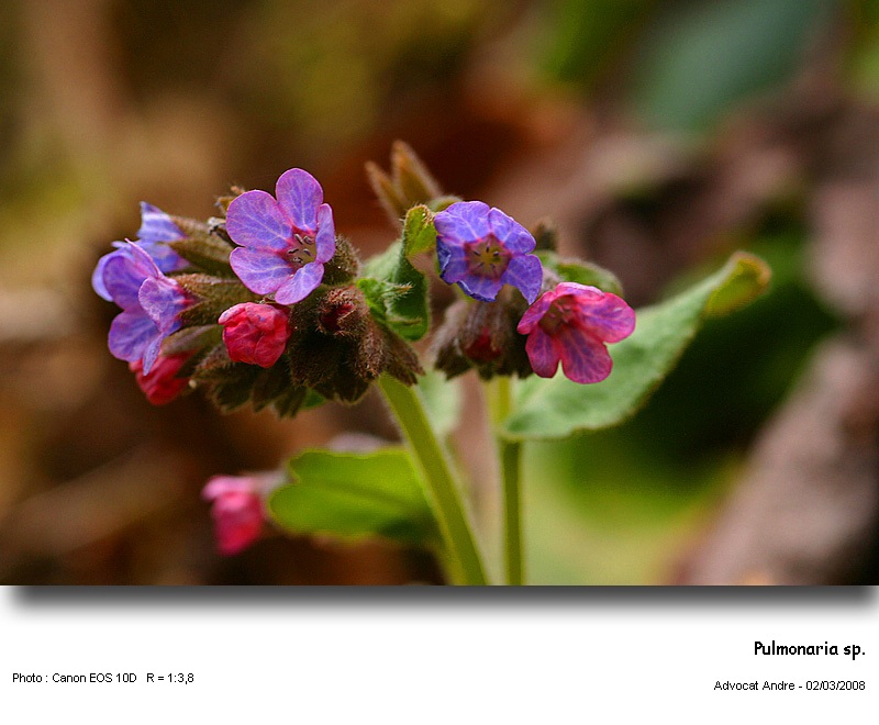 Pulmonaria sp. (Pollen) #2773