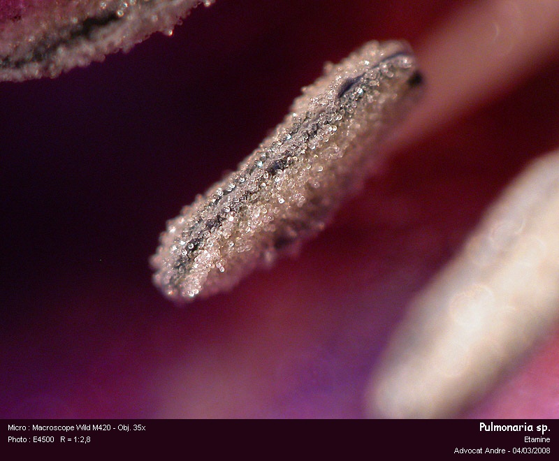 Pulmonaria sp. (Pollen) #2774