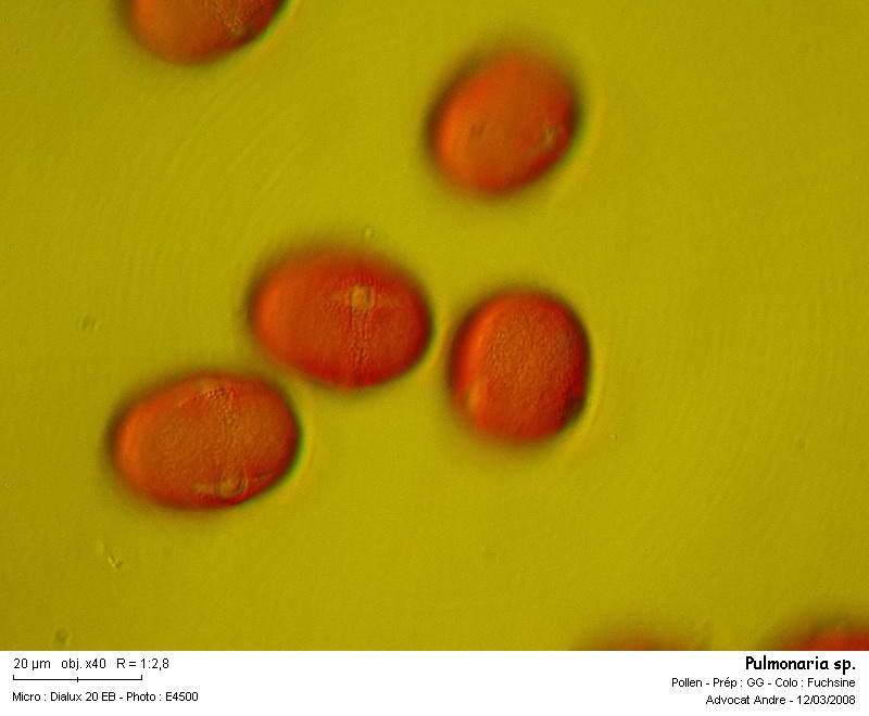 Pulmonaria sp. (Pollen) #2775