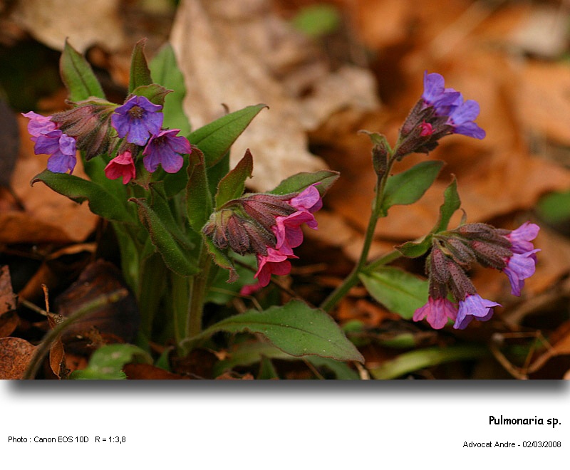 Pulmonaria sp. (Pollen) #2772