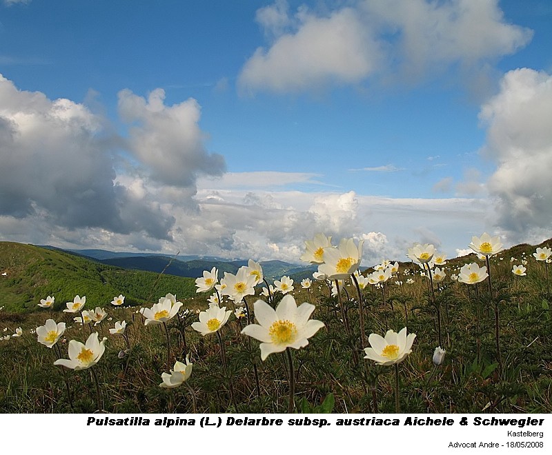 Pulsatilla alpina (L.) Delarbre subsp. austriaca Aichele & S #4077