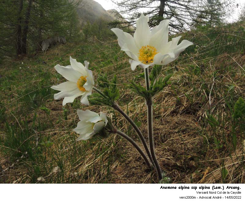 Pulsatilla alpina ssp alpina & ssp apiifolia #73583