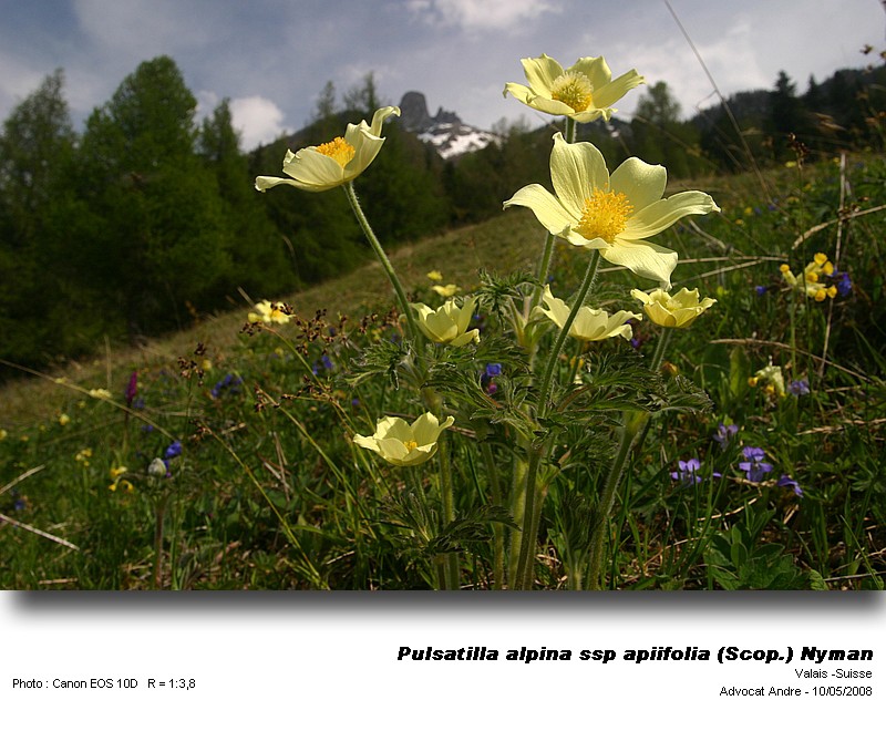 Pulsatilla alpina ssp apiifolia (Scop.) Nyman #3768