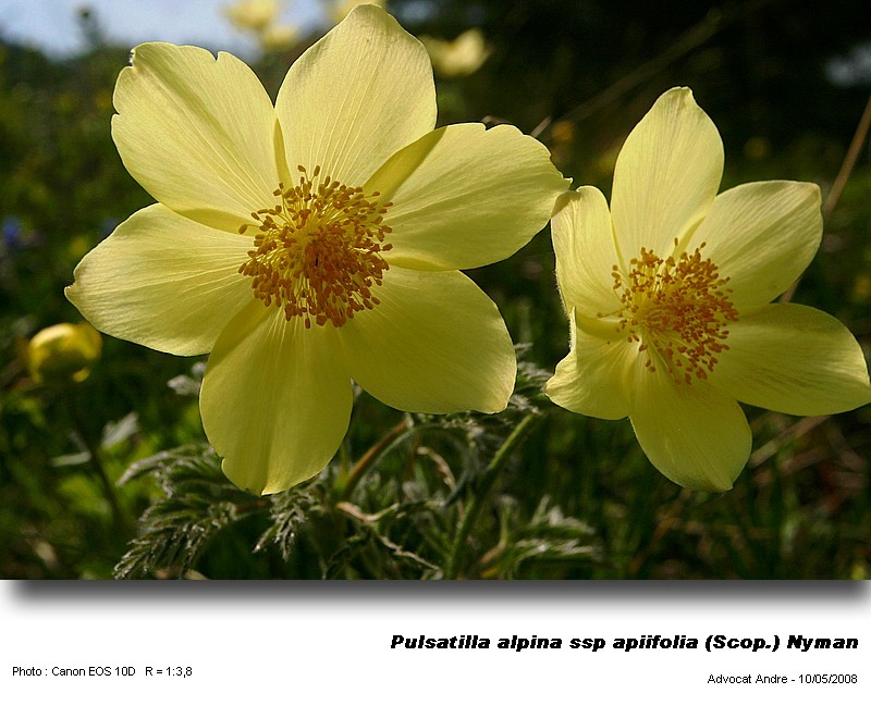 Pulsatilla alpina ssp apiifolia (Scop.) Nyman #3770