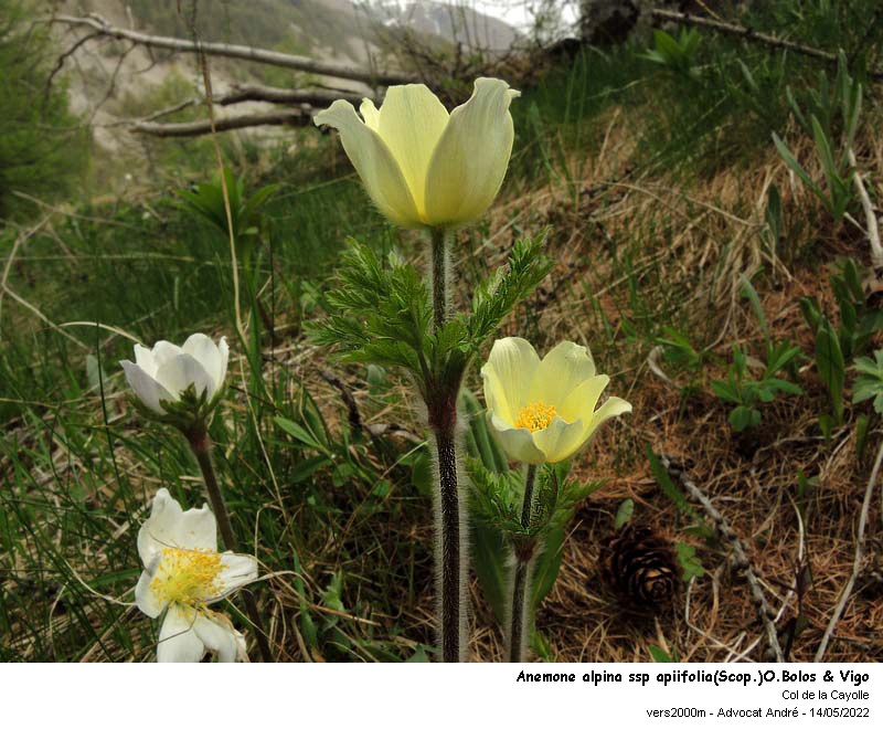 Pulsatilla alpina ssp alpina & ssp apiifolia #73584