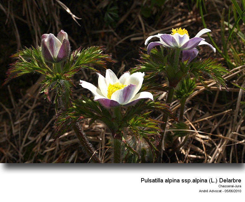 Pulsatilla alpina ssp.alpina (L.) Delarbre #16477
