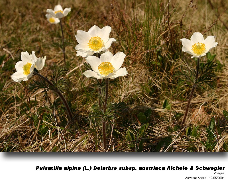 Pulsatilla alpina (L.) Delarbre subsp. austriaca Aichele & S #3691