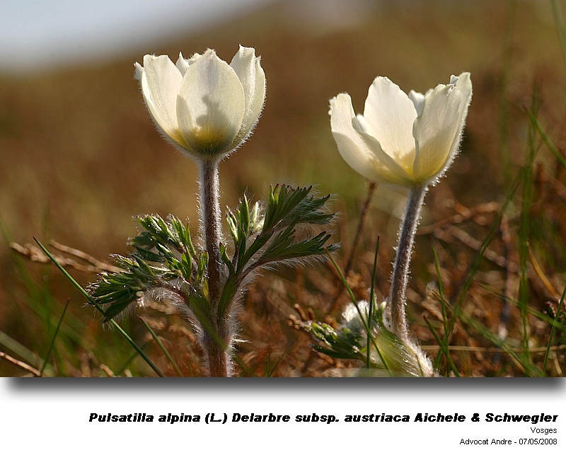 Pulsatilla alpina (L.) Delarbre subsp. austriaca Aichele & S #3690
