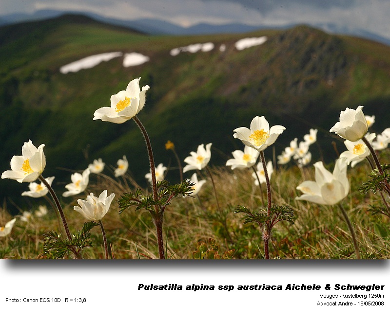 Pulsatilla alpina (L.) Delarbre subsp. austriaca Aichele & S #3930